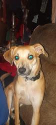 Found/Stray Male Dog last seen Rexford dr, San Antonio, TX 78232