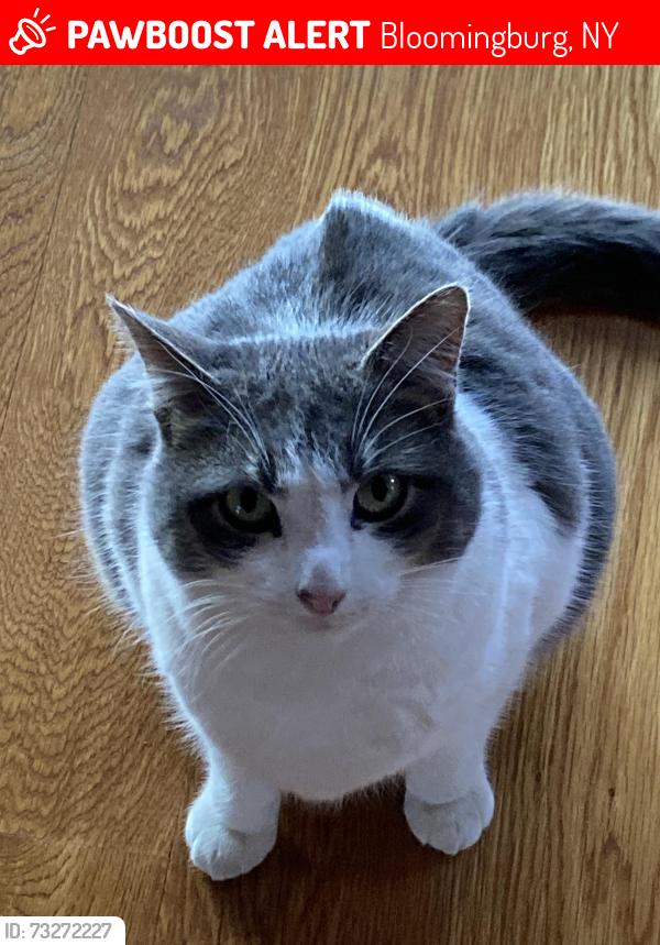 Lost Female Cat last seen Near Winterton road Bloomingburg, NY, Bloomingburg, NY 12721