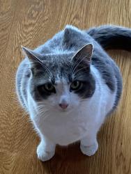 Lost Female Cat last seen Near Winterton road Bloomingburg, NY, Bloomingburg, NY 12721