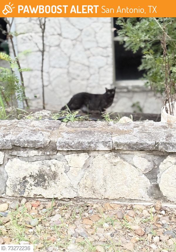 Found/Stray Unknown Cat last seen Wagner Way, San Antonio, TX 78256