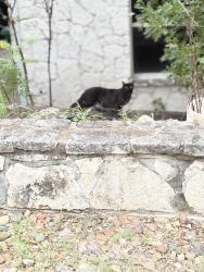 Found/Stray Unknown Cat last seen Wagner Way, San Antonio, TX 78256