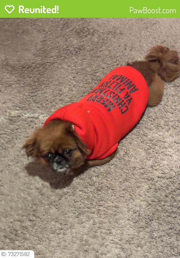 Reunited Male Dog last seen Corrigan dr, deltona fl, Deltona, FL 32738