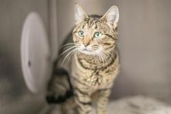 Shelter Stray Female Cat last seen CHARLOTTE, 8315 Byrum Dr, Charlotte, NC 28217, USA
