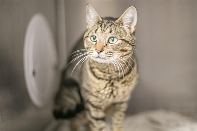 Shelter Stray Female Cat last seen CHARLOTTE, 8315 Byrum Dr, Charlotte, NC 28217, USA