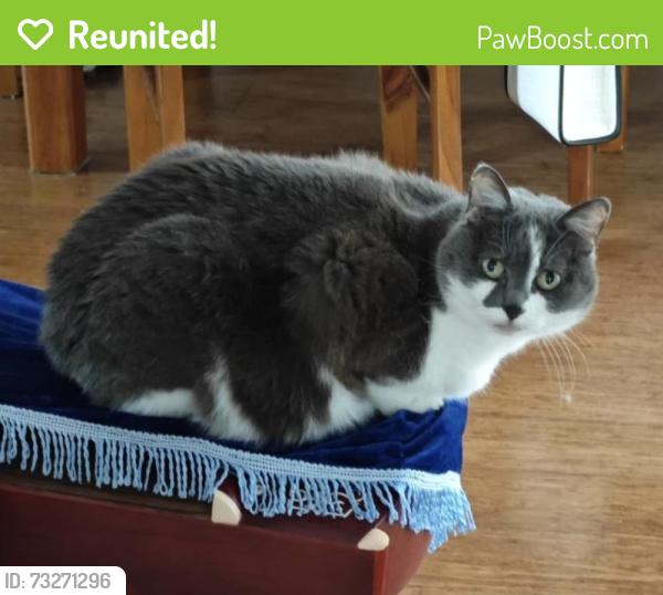 Reunited Female Cat last seen Norman Rd, Croydon, VIC 3136
