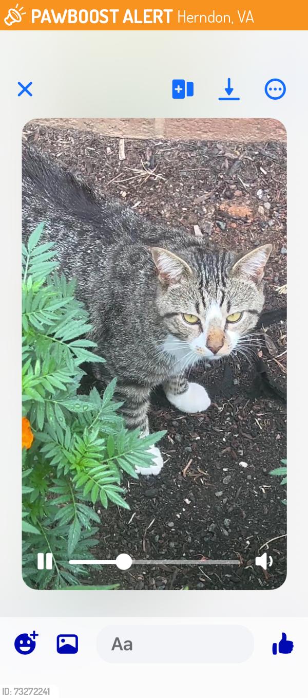Found/Stray Unknown Cat last seen Elden at Herndon, Herndon, VA 20170
