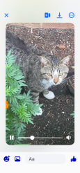 Found/Stray Unknown Cat last seen Elden at Herndon, Herndon, VA 20170