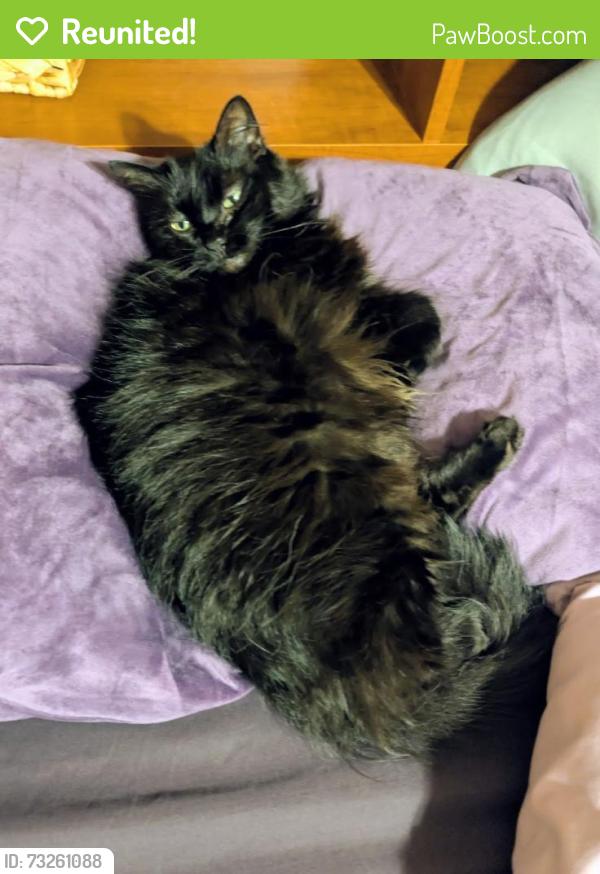 Reunited Female Cat last seen Dreher Island Rd. and Crystal Creek Circle, Chapin, SC 29036