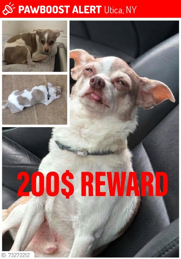 Lost Male Dog last seen Fass Ave. and Court st., Utica, NY 13502