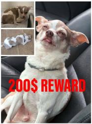 Lost Male Dog last seen Fass Ave. and Court st., Utica, NY 13502