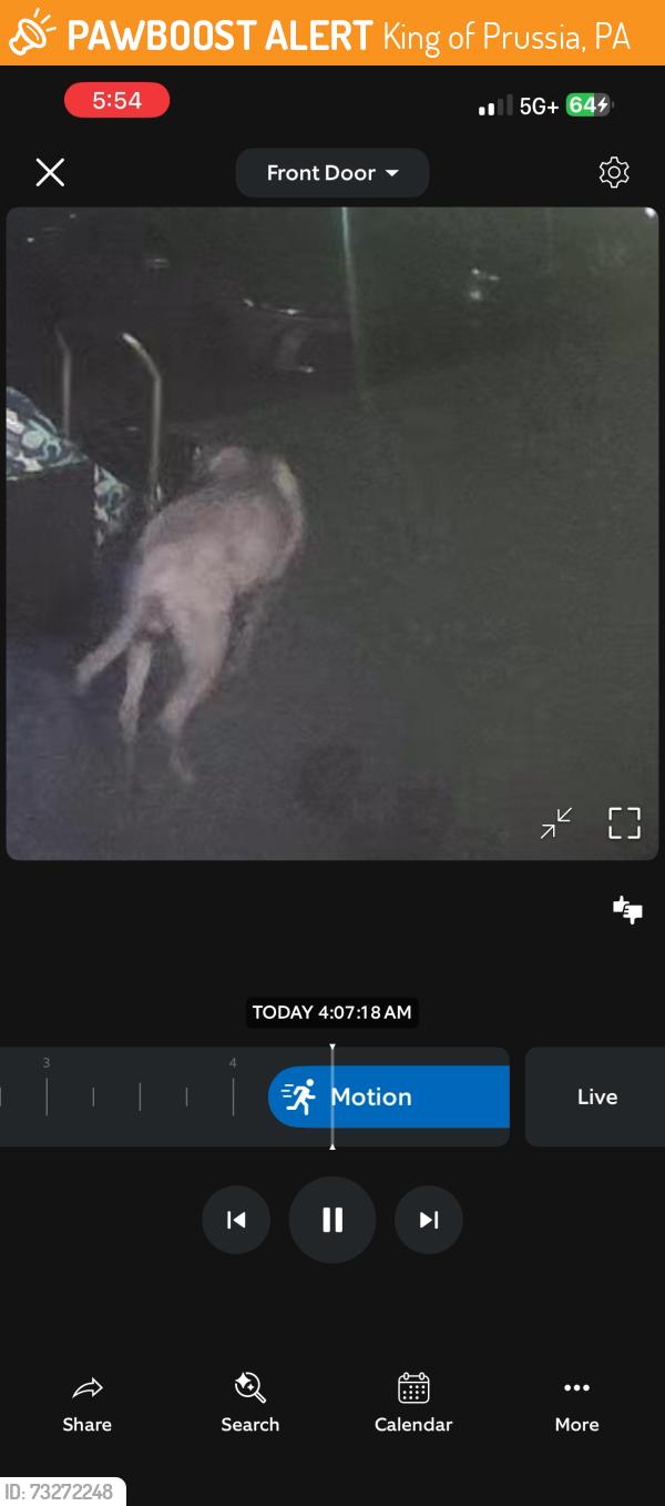 Found/Stray Male Dog last seen Susan drive and beidler, King of Prussia, PA 19406