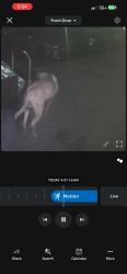 Found/Stray Male Dog last seen Susan drive and beidler, King of Prussia, PA 19406