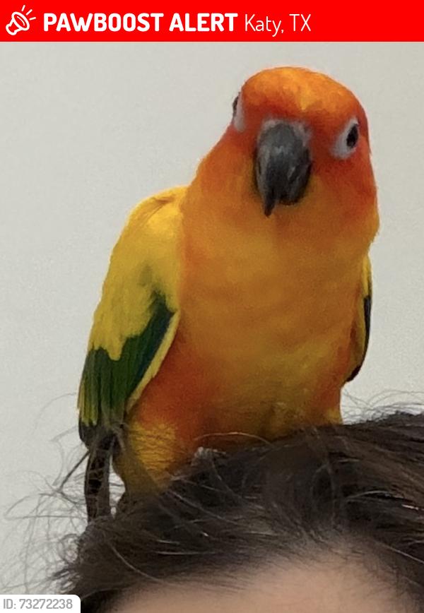 Lost Unknown Bird last seen Bio katy, Katy, TX 77450