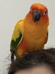 Lost Unknown Bird last seen Bio katy, Katy, TX 77450