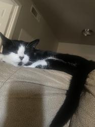 Lost Male Cat last seen Near Glenview court, North Richland Hills, TX 76180