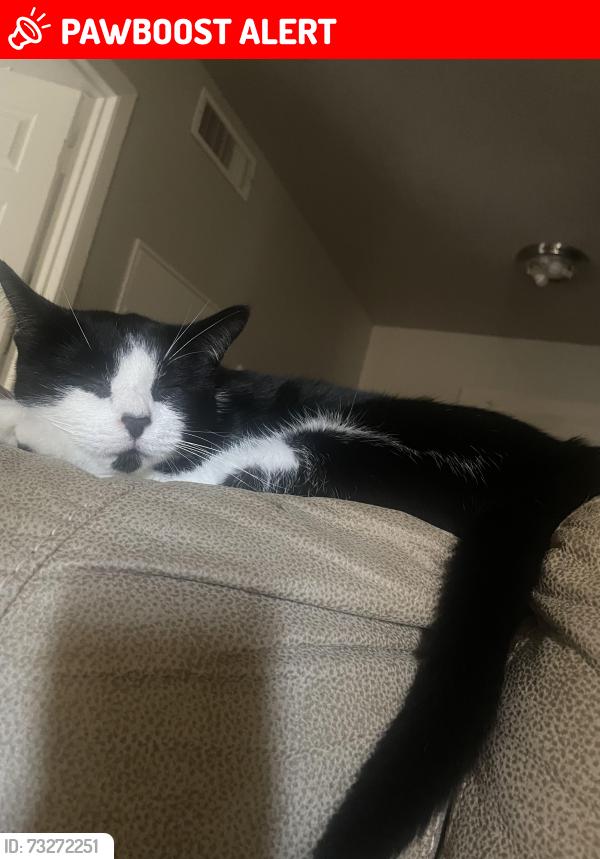 Lost Male Cat last seen Near Glenview court, North Richland Hills, TX 76180