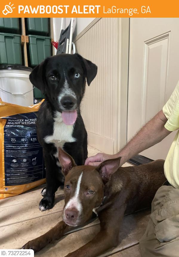 Found/Stray Male Dog last seen Young’s Mill bridge, LaGrange, GA 30241