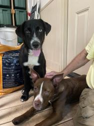 Found/Stray Male Dog last seen Young’s Mill bridge, LaGrange, GA 30241