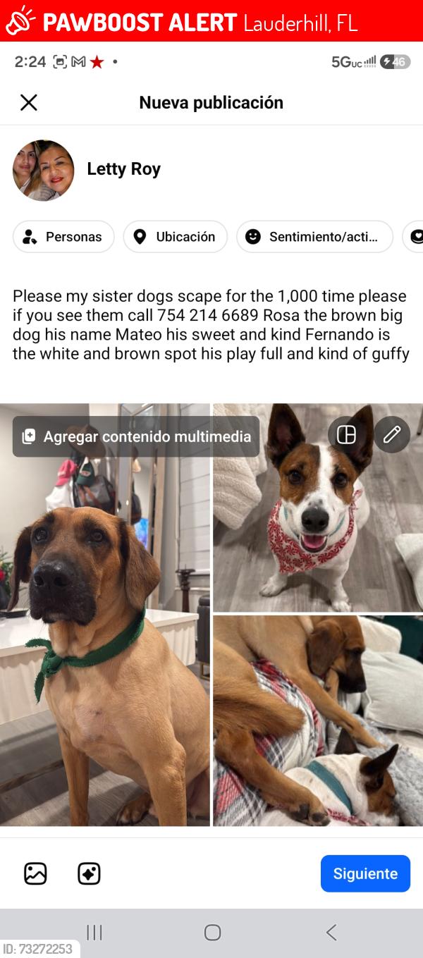 Lost Male Dog last seen Near nw 55 ave, Lauderhill, FL 33313