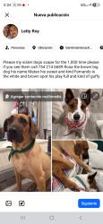Lost Male Dog last seen Near nw 55 ave, Lauderhill, FL 33313