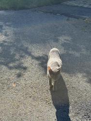 Found/Stray Unknown Cat last seen Stoutsburg Cemetary, Hopewell, NJ 08525