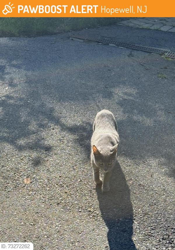Found/Stray Unknown Cat last seen Stoutsburg Cemetary, Hopewell, NJ 08525
