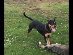 Lost Male Dog last seen Broadway St. and Leavenworth St., San Francisco, CA 94109