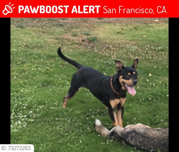 Lost Male Dog last seen Broadway St. and Leavenworth St., San Francisco, CA 94109