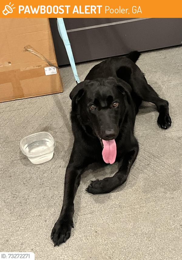 Found/Stray Male Dog last seen Exact address in office, Pooler, GA 31322