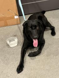 Found/Stray Male Dog last seen Exact address in office, Pooler, GA 31322