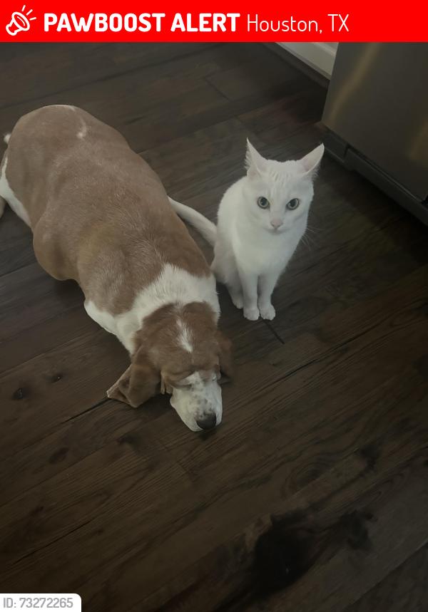 Lost Male Cat last seen Dairy Ashford, Briarforest, Houston, TX 77077
