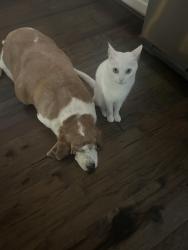 Lost Male Cat last seen Dairy Ashford, Briarforest, Houston, TX 77077
