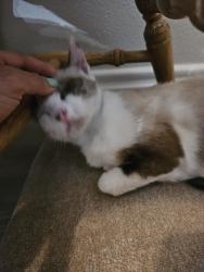 Lost Female Cat last seen Lakewood Crossing, Houston, TX 77377