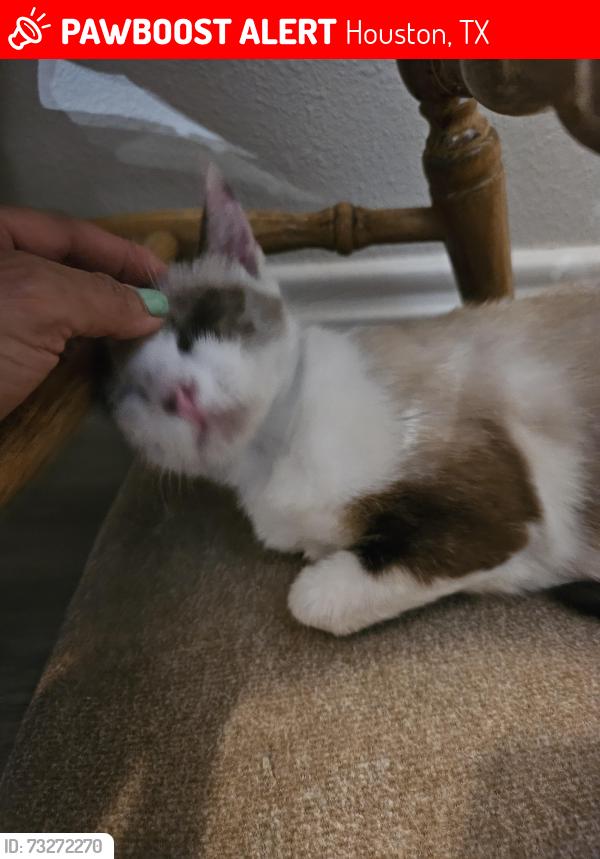 Lost Female Cat last seen Lakewood Crossing, Houston, TX 77377