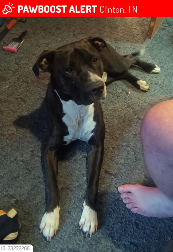 Lost Male Dog last seen Johnson Circle/Ridgeview Rd, Clinton, TN 37716