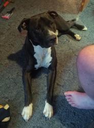 Lost Male Dog last seen Johnson Circle/Ridgeview Rd, Clinton, TN 37716