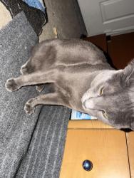 Reunited Male Cat last seen Near Sherman way Winnetka California 91306, Los Angeles, CA 91306