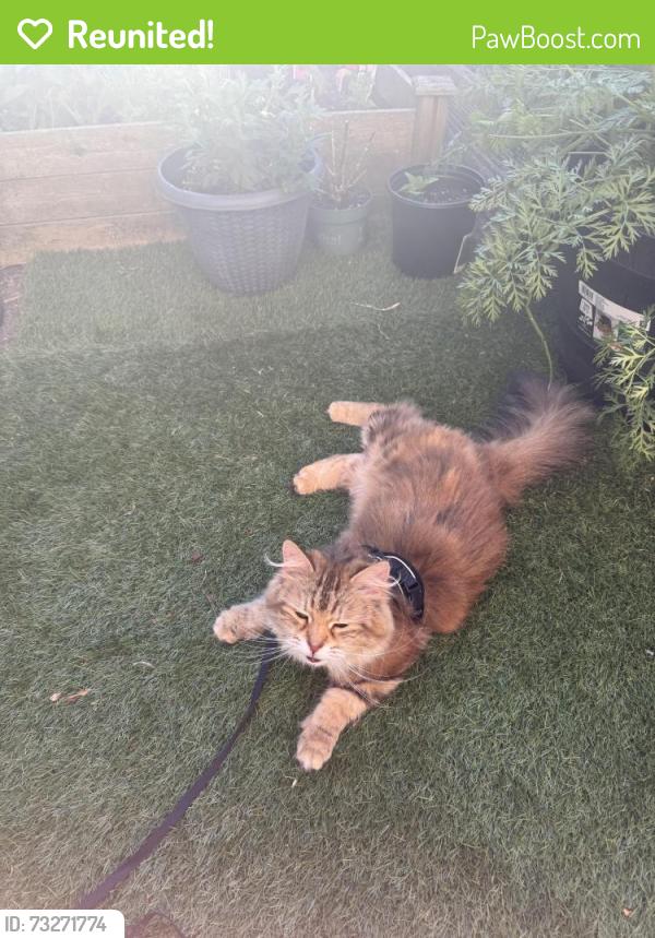 Reunited Female Cat last seen Near Holmes street, Boston, MA 02134
