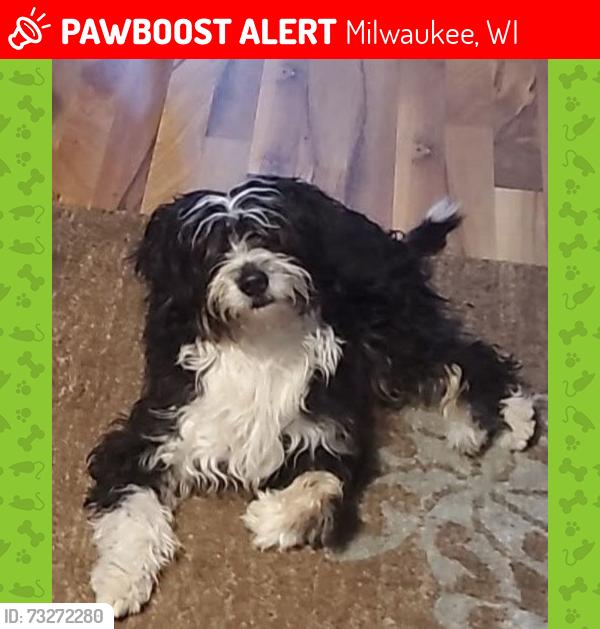 Lost Female Dog last seen Burliegh at 27th street, Milwaukee, WI 53233