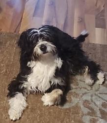 Lost Female Dog last seen Burliegh at 27th street, Milwaukee, WI 53233