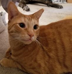 Lost Female Cat last seen Unknown, Little Rock, AR 72201