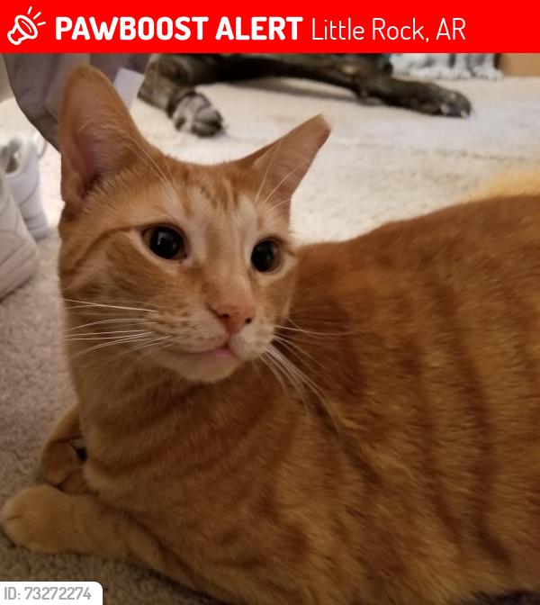 Lost Female Cat last seen Unknown, Little Rock, AR 72201