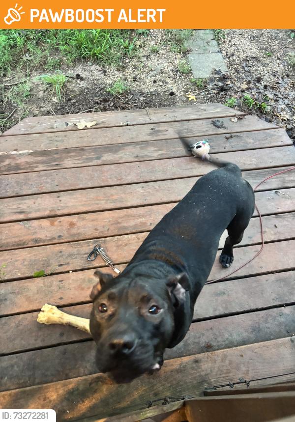 Found/Stray Male Dog last seen Surrie trail pleasant garden, Randolph County, NC 27313