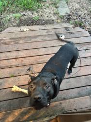 Found/Stray Male Dog last seen Surrie trail pleasant garden, Randolph County, NC 27313