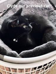 Lost Male Cat last seen George st, Sunbury, VIC 3429