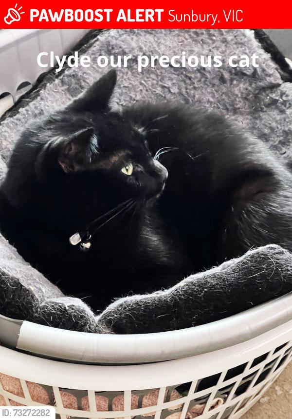 Lost Male Cat last seen George st, Sunbury, VIC 3429