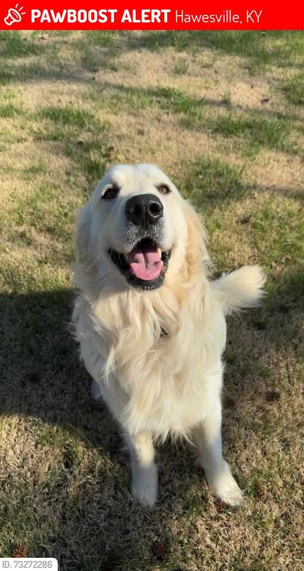 Lost Male Dog last seen Rice Lane, Hawesville, KY 42348