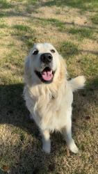 Lost Male Dog last seen Rice Lane, Hawesville, KY 42348