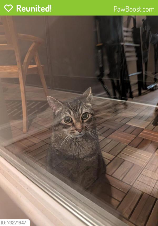 Reunited Unknown Cat last seen Mint leaf ln and Violet Fields wy, Raleigh, Raleigh, NC 27612