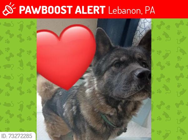 Lost Male Dog last seen Near N 9th st Lebanon pa, Lebanon, PA 17046